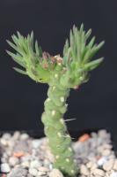 Tephrocactus sp. AW 62